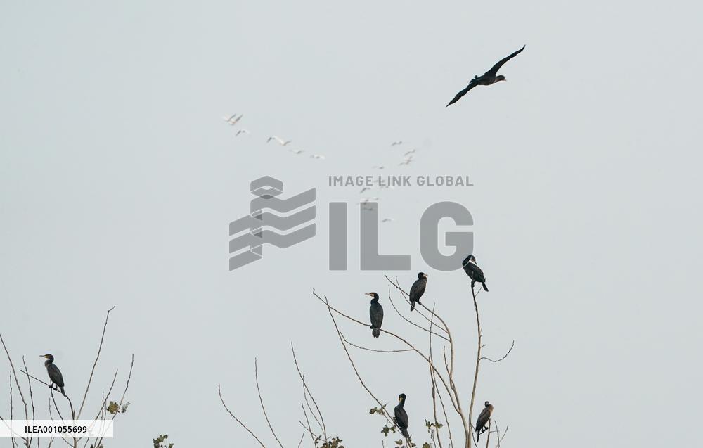 CHINA-JIANGSU-YANCHENG-WETLAND (CN)