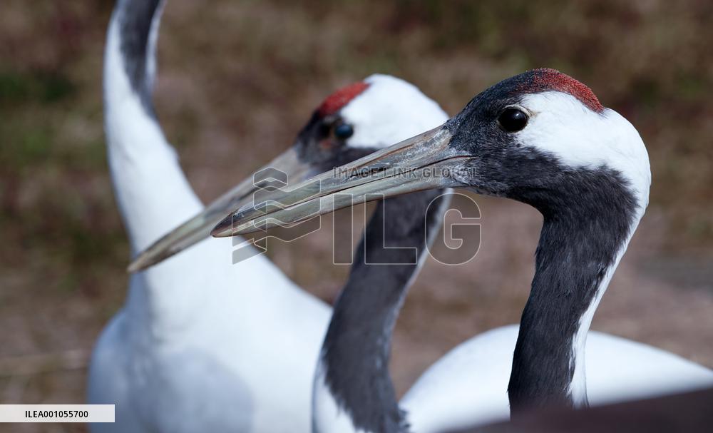 CHINA-JIANGSU-YANCHENG-WETLAND (CN)