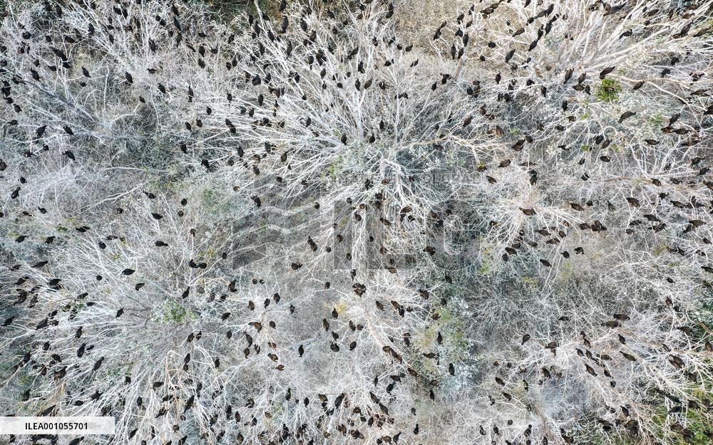 CHINA-JIANGSU-YANCHENG-WETLAND (CN)