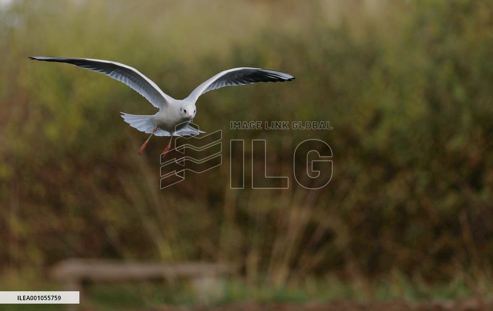 BRITAIN-LONDON-WETLAND CENTER-SCENERY
