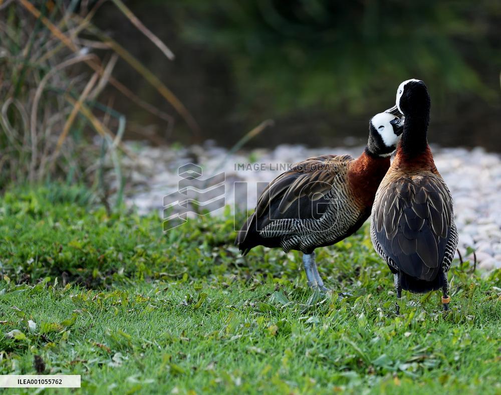 BRITAIN-LONDON-WETLAND CENTER-SCENERY