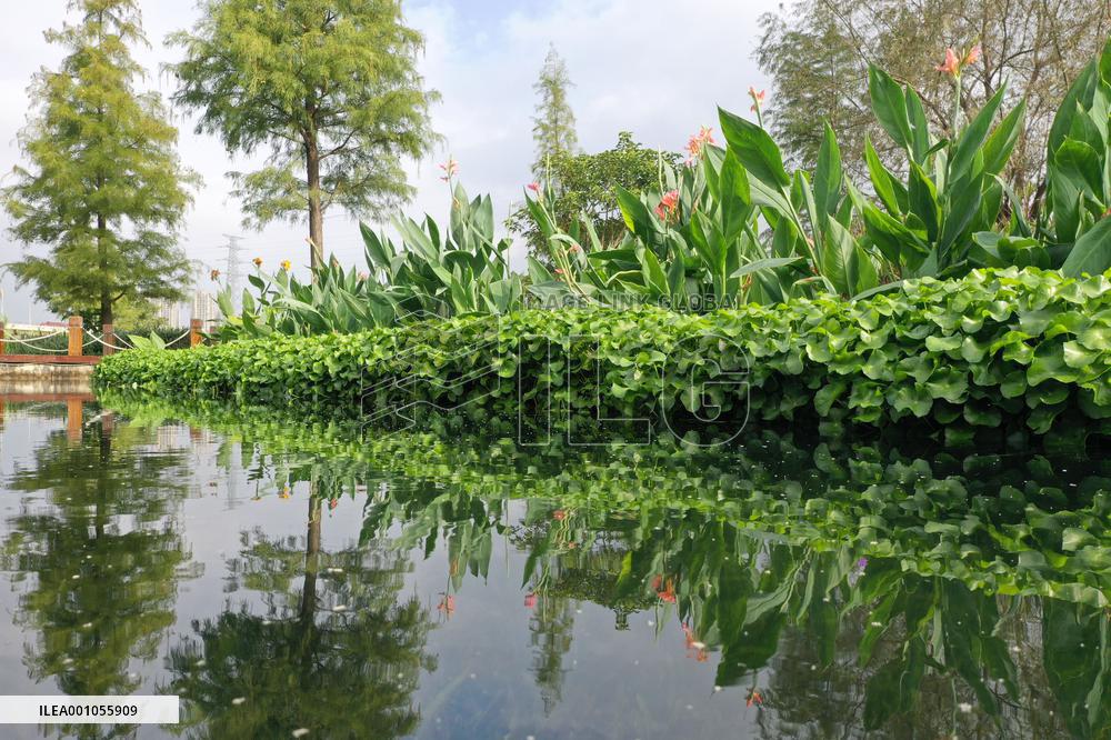 CHINA-GUANGXI-NANNING-NAKAO RIVER-WETLAND (CN)
