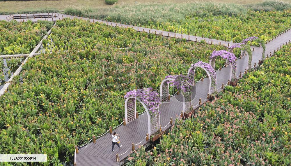 CHINA-GUANGXI-NANNING-NAKAO RIVER-WETLAND (CN)