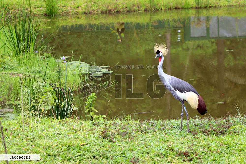 RWANDA-KIGALI-WETLANDS