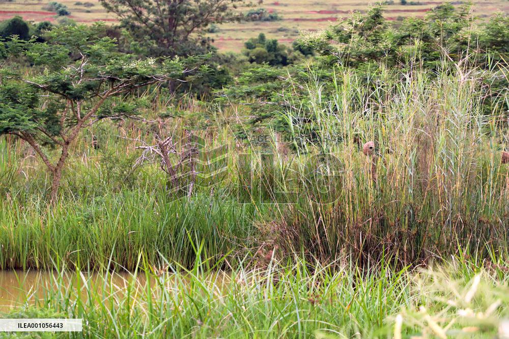 RWANDA-KIGALI-WETLANDS