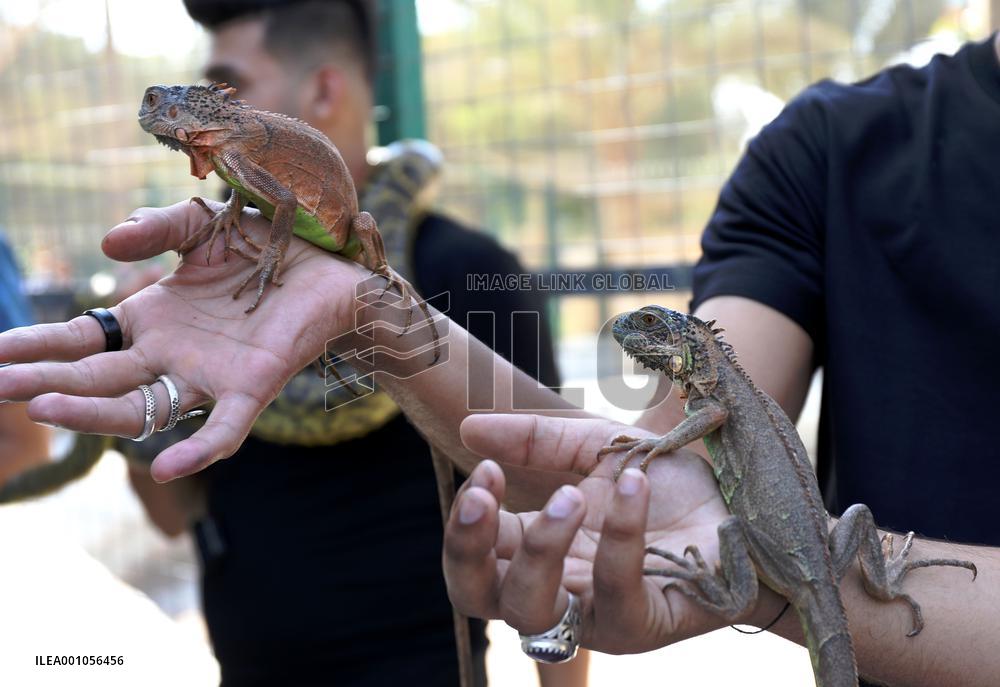 IRAQ-BAGHDAD-REPTILE FAIR