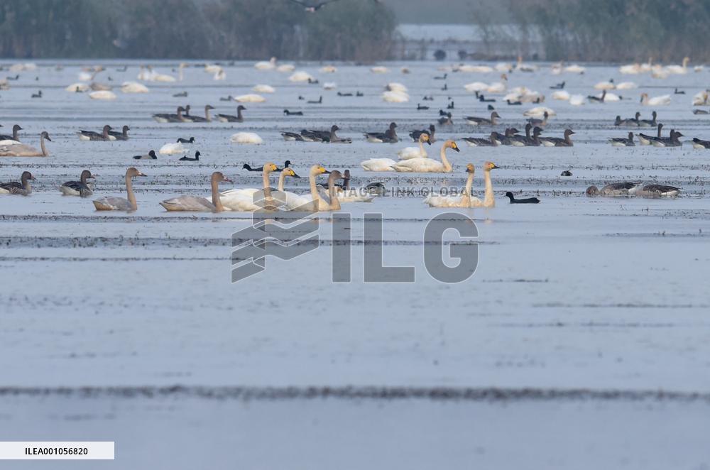 CHINA-ANHUI-LUJIANG-HUANGPI LAKE-ECOLOGICAL RESTORATION (CN)