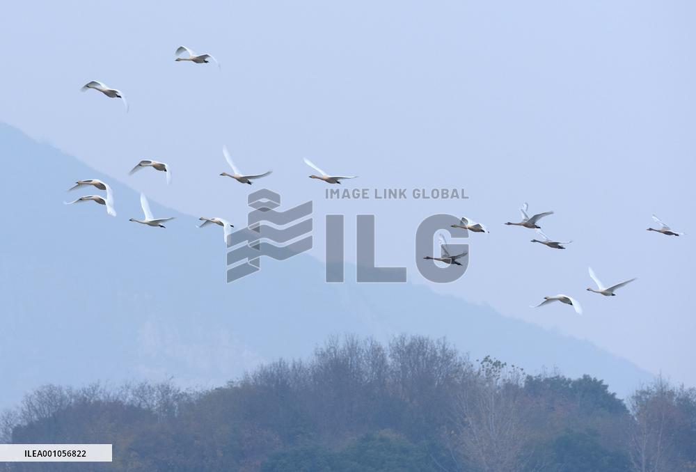 CHINA-ANHUI-LUJIANG-HUANGPI LAKE-ECOLOGICAL RESTORATION (CN)