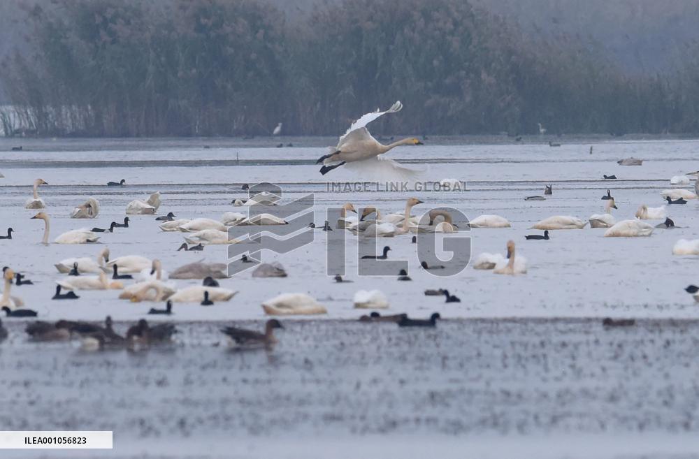 CHINA-ANHUI-LUJIANG-HUANGPI LAKE-ECOLOGICAL RESTORATION (CN)
