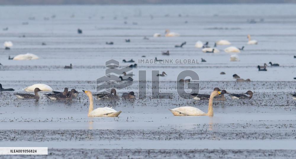 CHINA-ANHUI-LUJIANG-HUANGPI LAKE-ECOLOGICAL RESTORATION (CN)