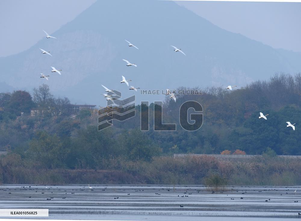 CHINA-ANHUI-LUJIANG-HUANGPI LAKE-ECOLOGICAL RESTORATION (CN)
