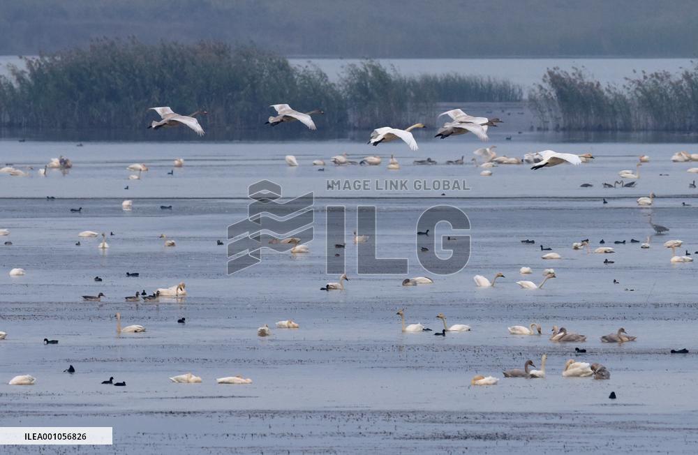 CHINA-ANHUI-LUJIANG-HUANGPI LAKE-ECOLOGICAL RESTORATION (CN)