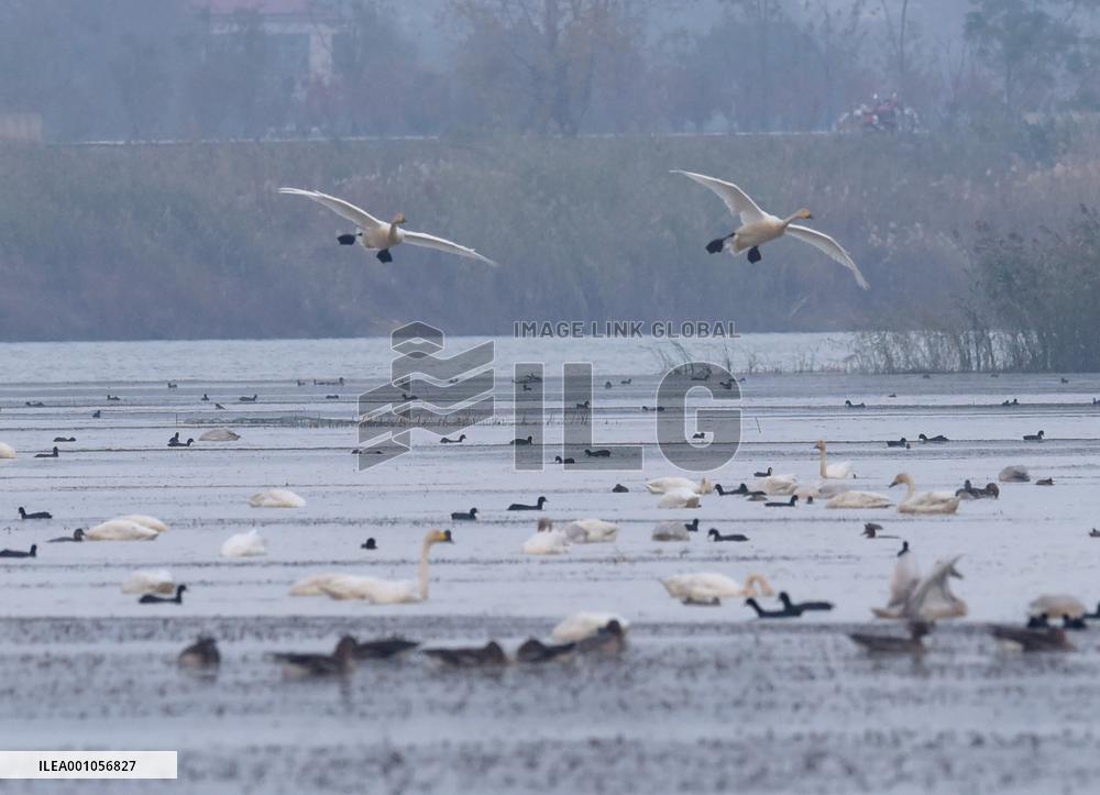 CHINA-ANHUI-LUJIANG-HUANGPI LAKE-ECOLOGICAL RESTORATION (CN)