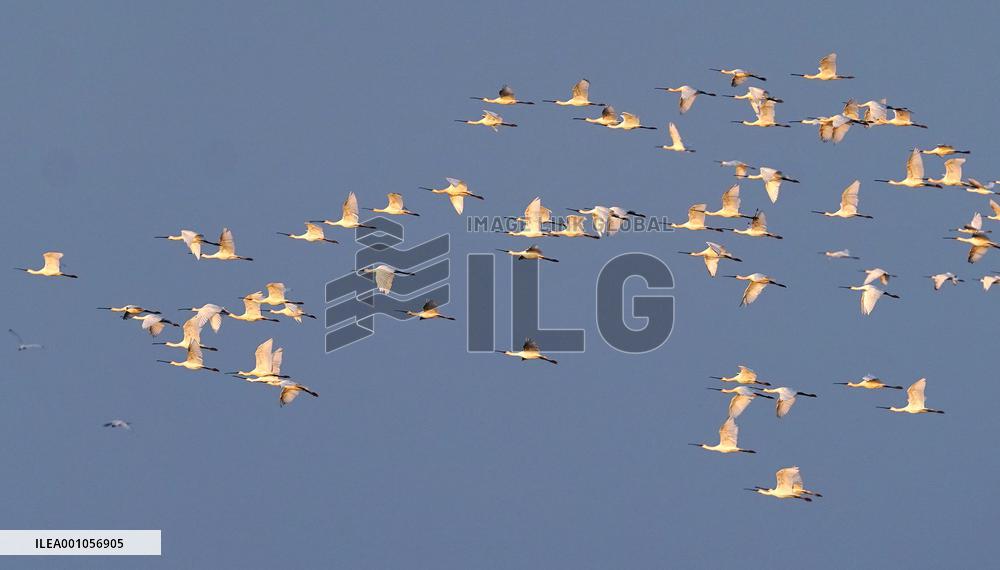 CHINA-JIANGXI-MIGRANT BIRDS-POYANG LAKE (CN)