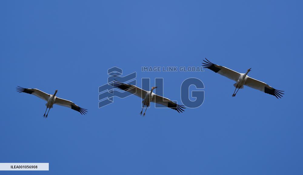 CHINA-JIANGXI-MIGRANT BIRDS-POYANG LAKE (CN)