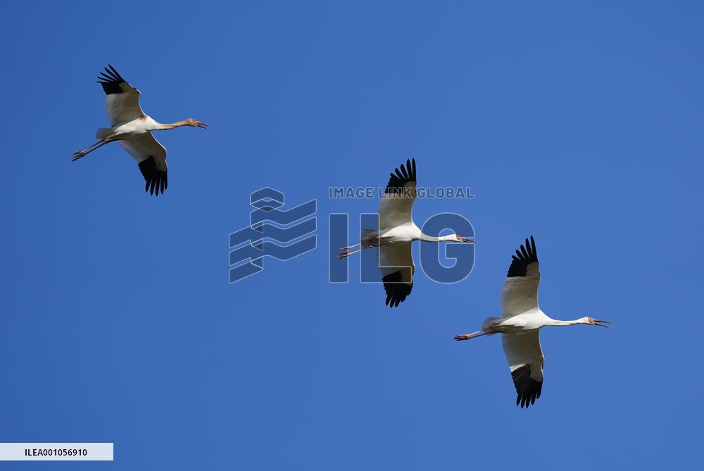 CHINA-JIANGXI-MIGRANT BIRDS-POYANG LAKE (CN)