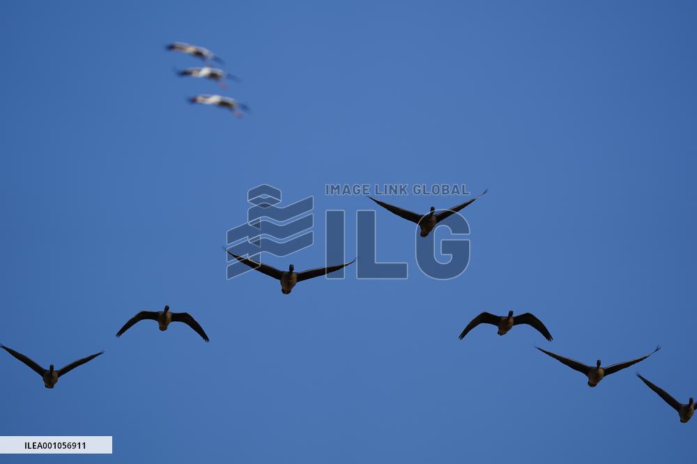 CHINA-JIANGXI-MIGRANT BIRDS-POYANG LAKE (CN)