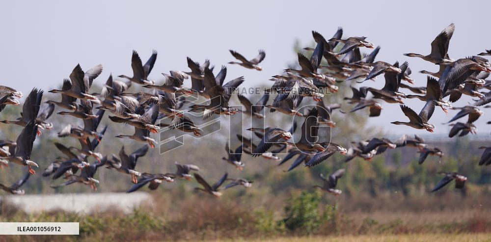 CHINA-JIANGXI-MIGRANT BIRDS-POYANG LAKE (CN)