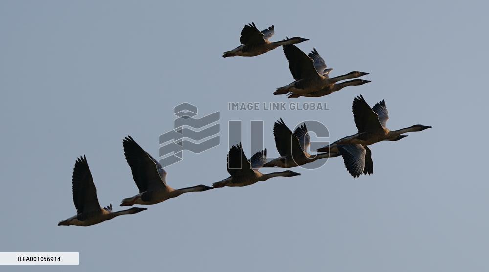 CHINA-JIANGXI-MIGRANT BIRDS-POYANG LAKE (CN)