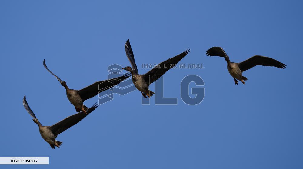 CHINA-JIANGXI-MIGRANT BIRDS-POYANG LAKE (CN)