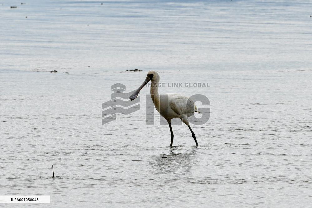 CHINA-GUANGDONG-SHENZHEN-MANGROVE CENTER (CN)