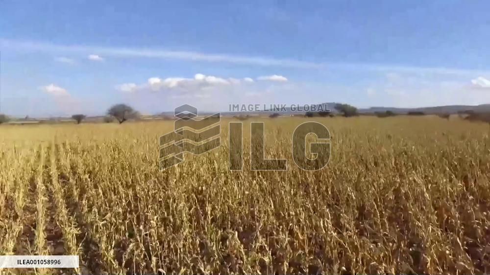 Cooperation with China has broad prospects: CIMMYT chief