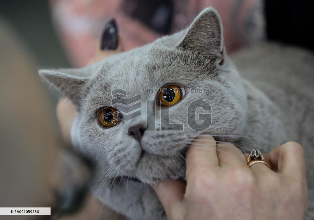 CROATIA-ZAGREB-CAT SHOW