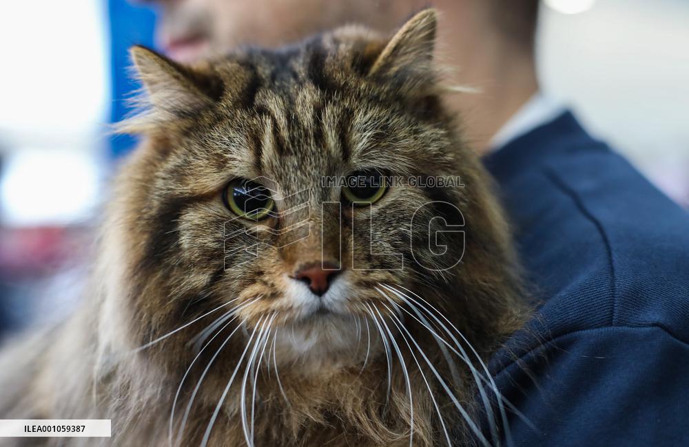 CROATIA-ZAGREB-CAT SHOW