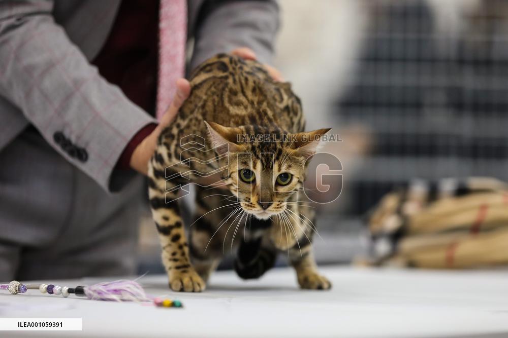 CROATIA-ZAGREB-CAT SHOW