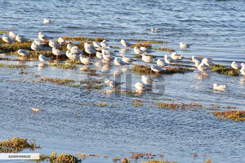TUNISIA-DJERBA-NATURE-BIRDS