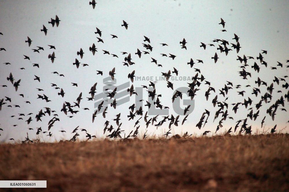 TÜRKIYE-ANKARA-STARLINGS