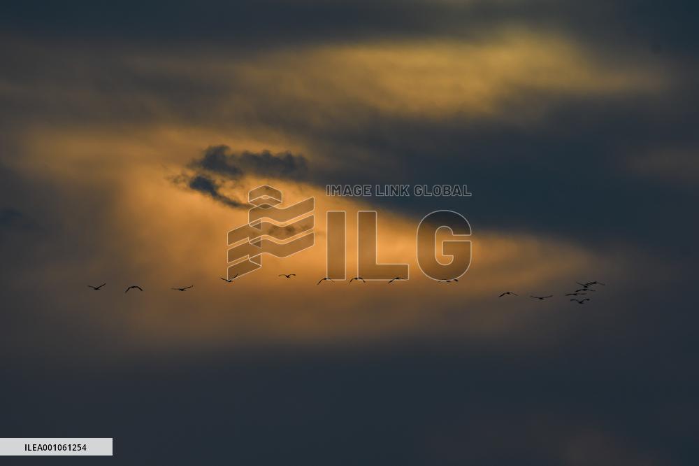 ISRAEL-HULA VALLEY-GRAY CRANE-MIGRATION
