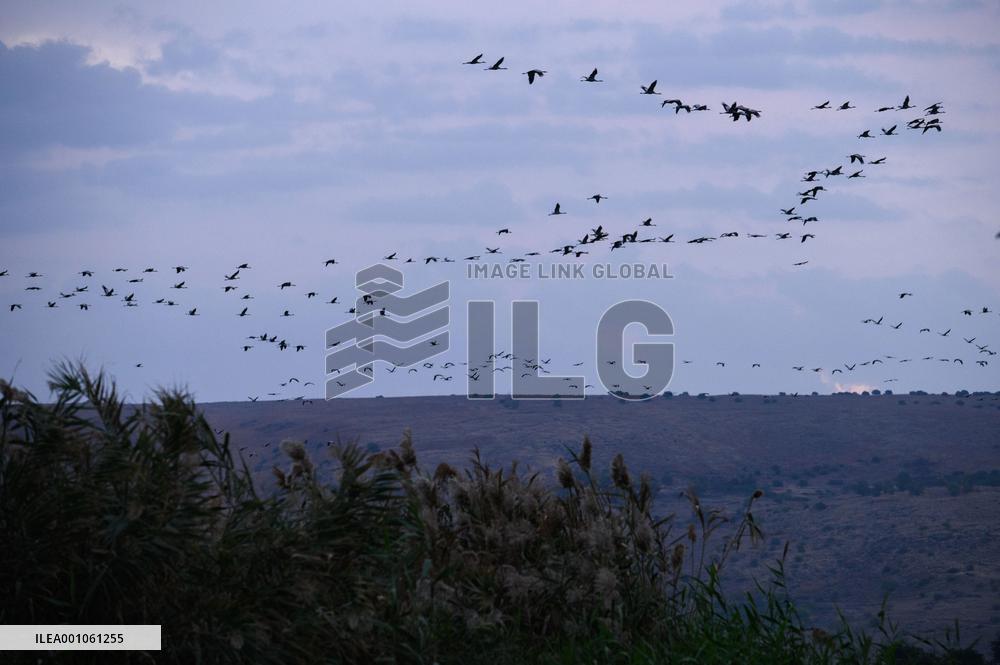 ISRAEL-HULA VALLEY-GRAY CRANE-MIGRATION