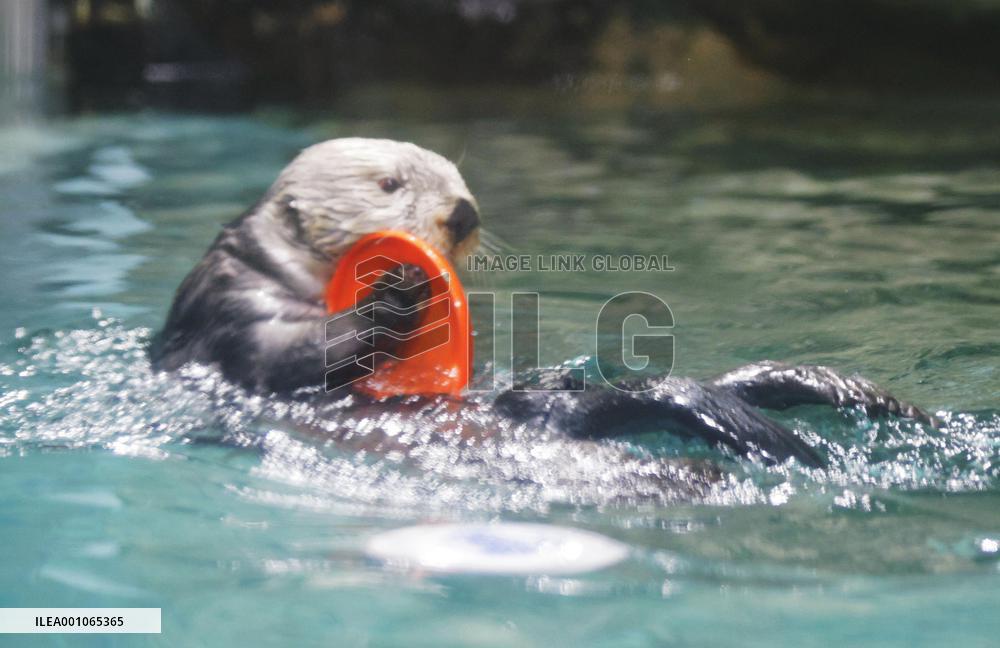 Football World Cup in Qatar