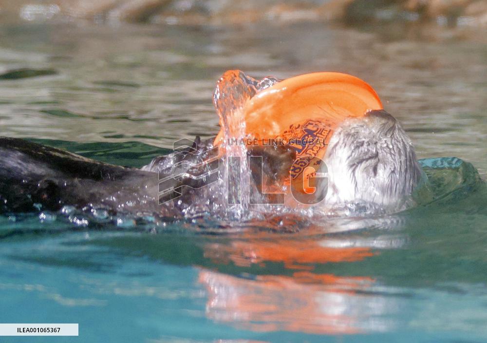 Football World Cup in Qatar