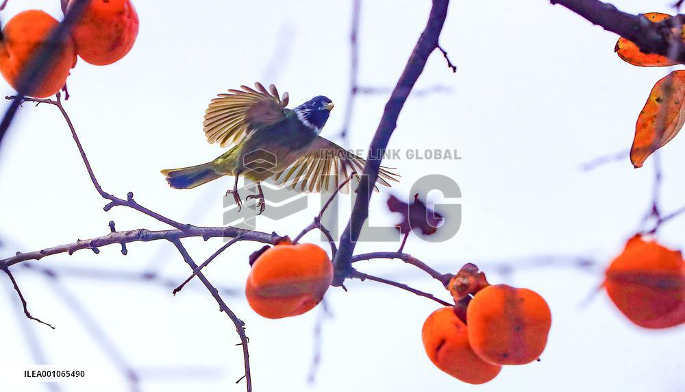 #CHINA-SICHUAN-LUZHOU-PERSIMMON (CN)
