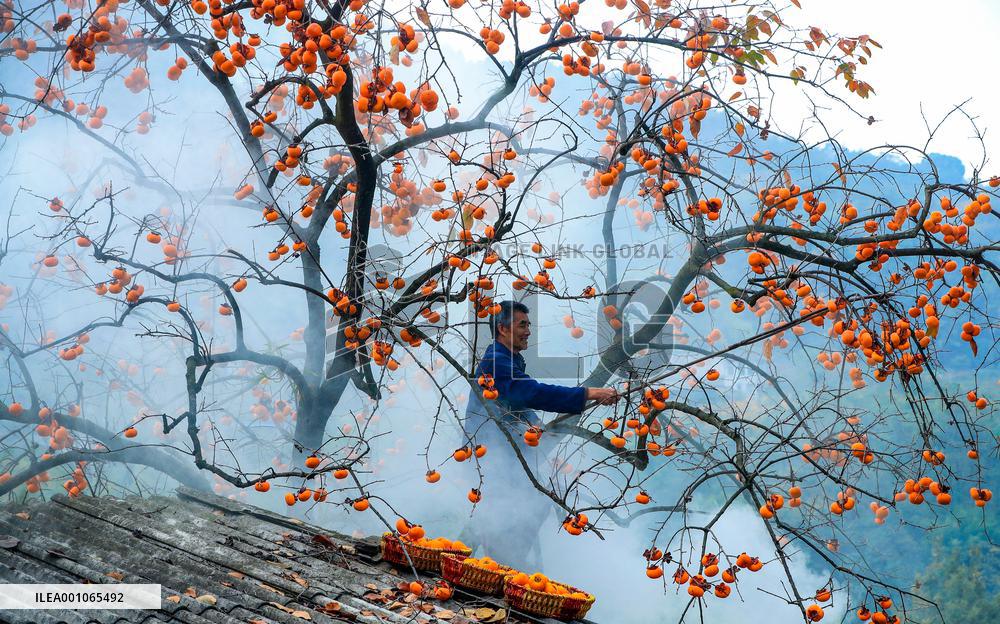 #CHINA-SICHUAN-LUZHOU-PERSIMMON (CN)