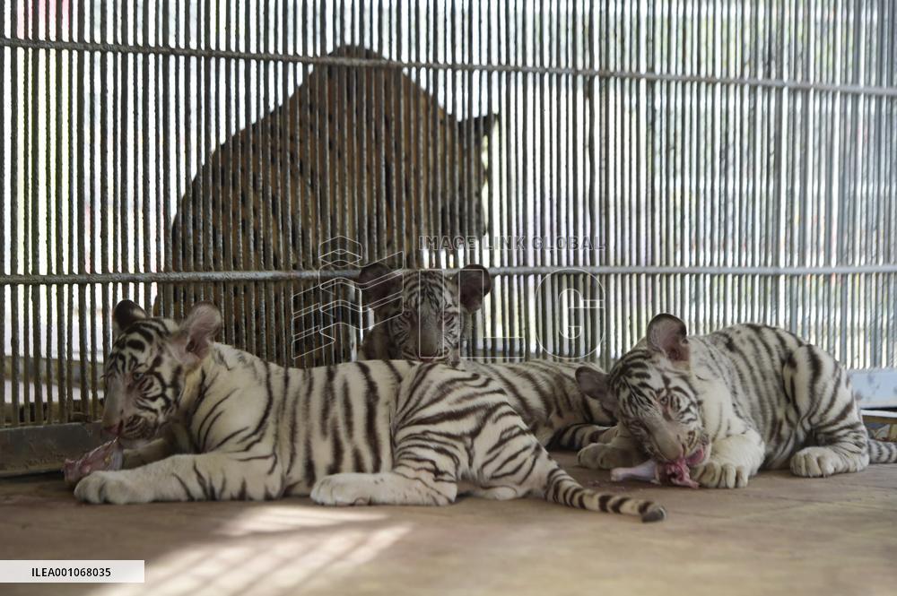 BANGLADESH-CHATTOGRAM-ZOO-WHITE TIGER-CUBS