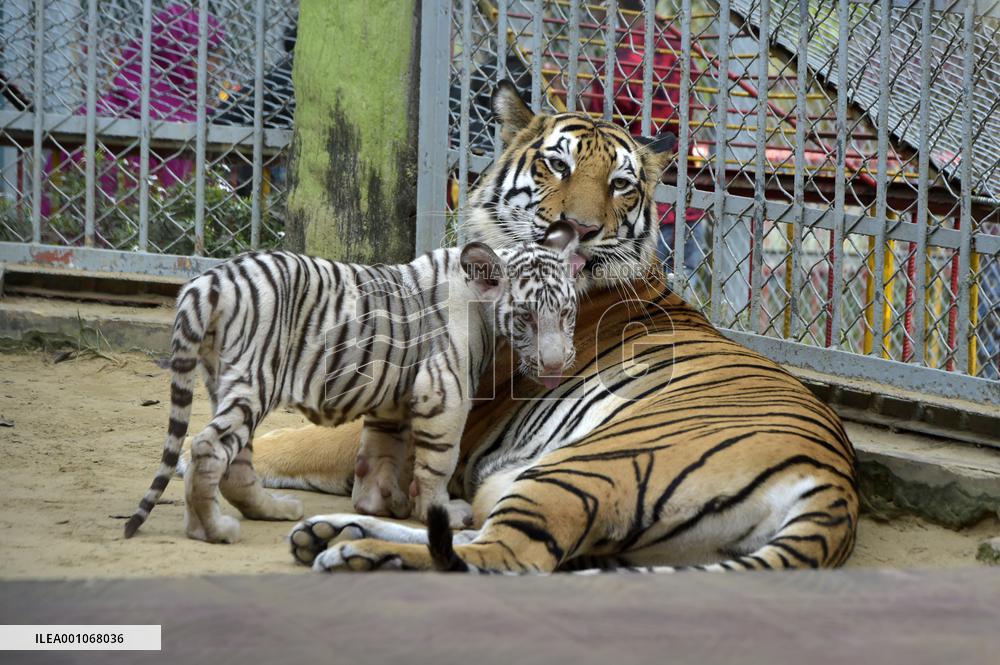 BANGLADESH-CHATTOGRAM-ZOO-WHITE TIGER-CUBS