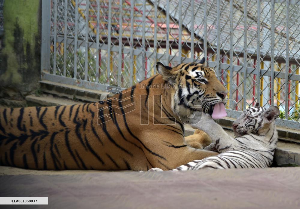 BANGLADESH-CHATTOGRAM-ZOO-WHITE TIGER-CUBS