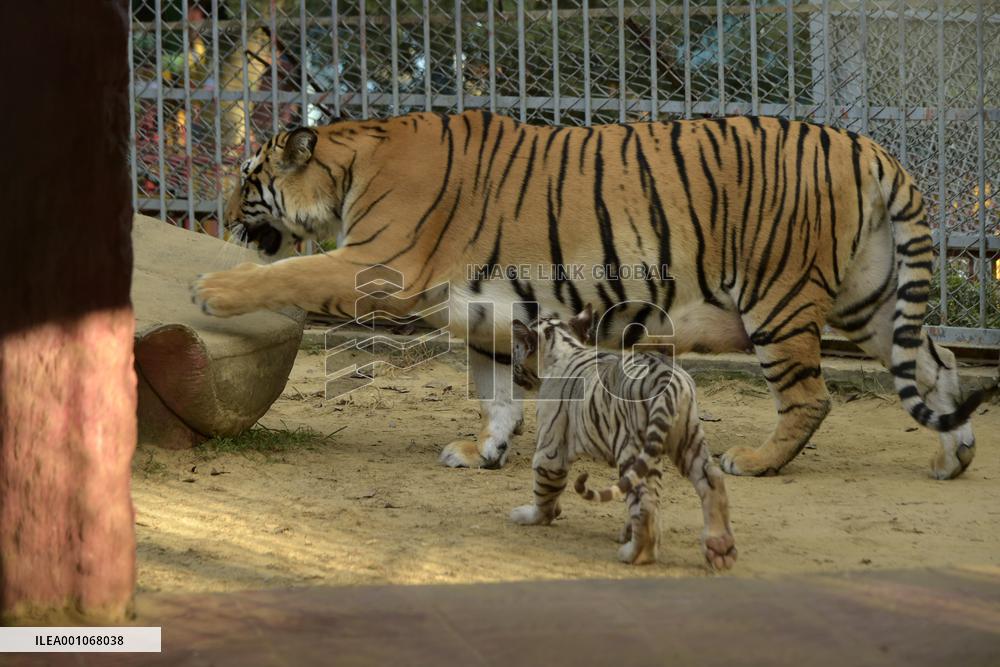 BANGLADESH-CHATTOGRAM-ZOO-WHITE TIGER-CUBS