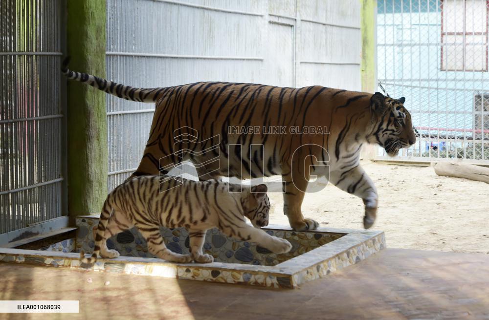 BANGLADESH-CHATTOGRAM-ZOO-WHITE TIGER-CUBS