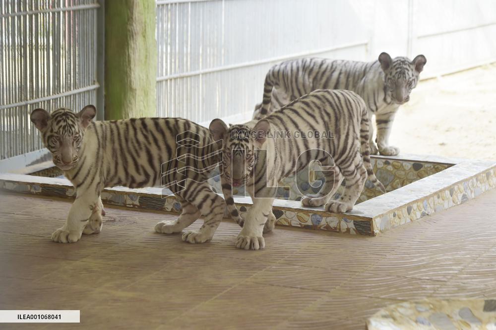 BANGLADESH-CHATTOGRAM-ZOO-WHITE TIGER-CUBS