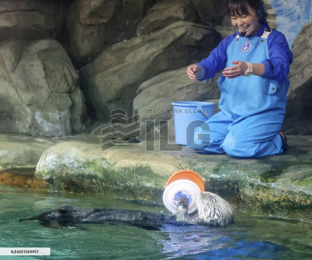 Sea otter predicts Japan's draw with Spain in World Cup match