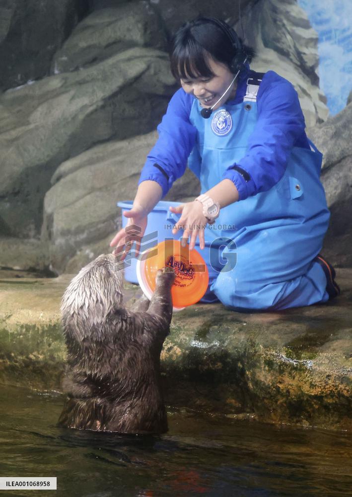 Sea otter predicts Japan's draw with Spain in World Cup match