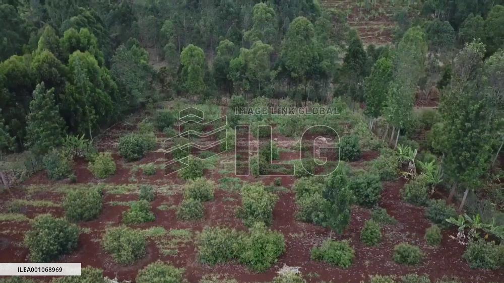 Green channel facilitates Kenya's avocado export to China