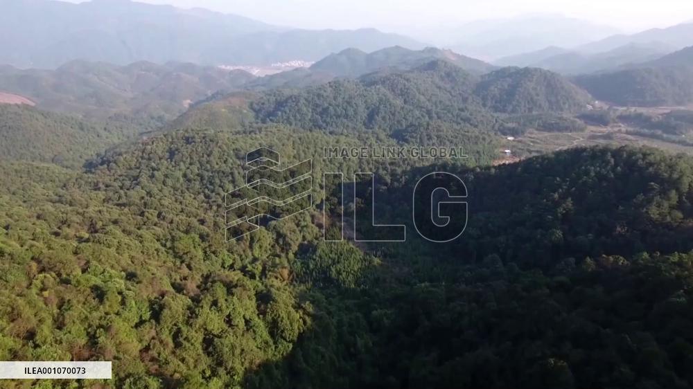 Chinese researchers discover new species of toad