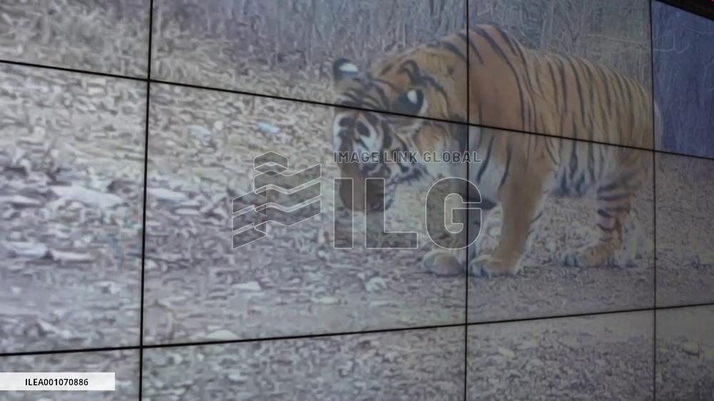 "ID officer" of Siberian tigers witnesses return of "King of Forest"