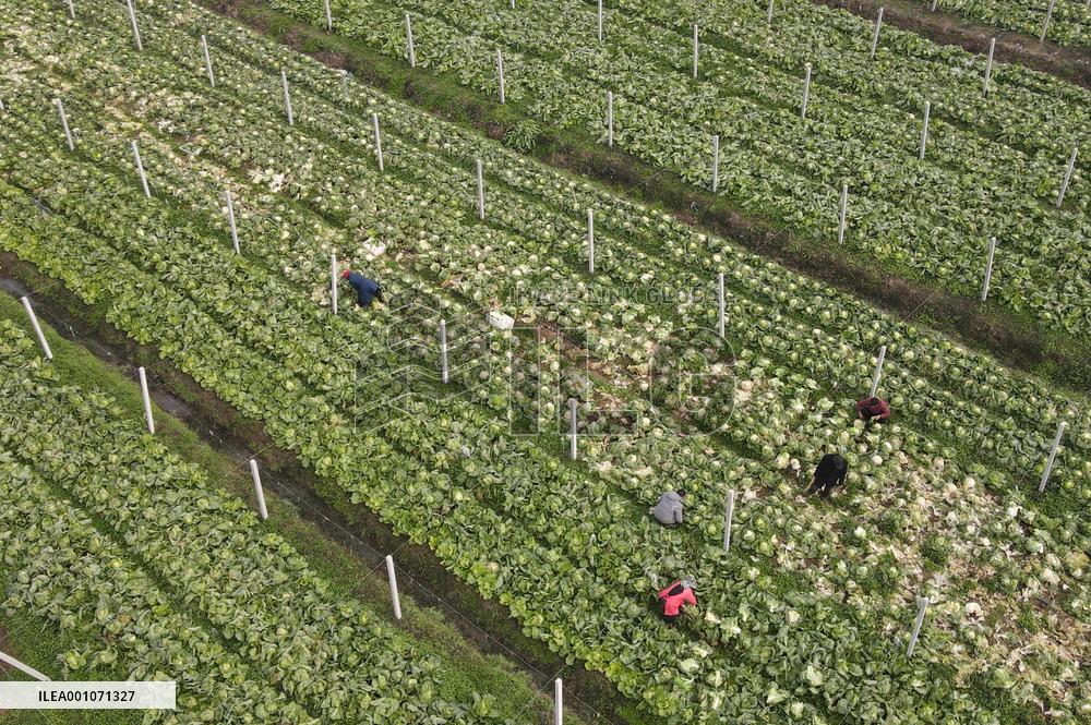 CHINA-ANHUI-HEFEI-VEGETABLES-SUPPLY (CN)