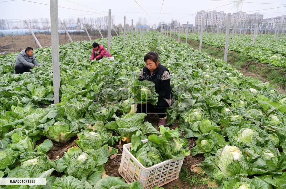 CHINA-ANHUI-HEFEI-VEGETABLES-SUPPLY (CN)